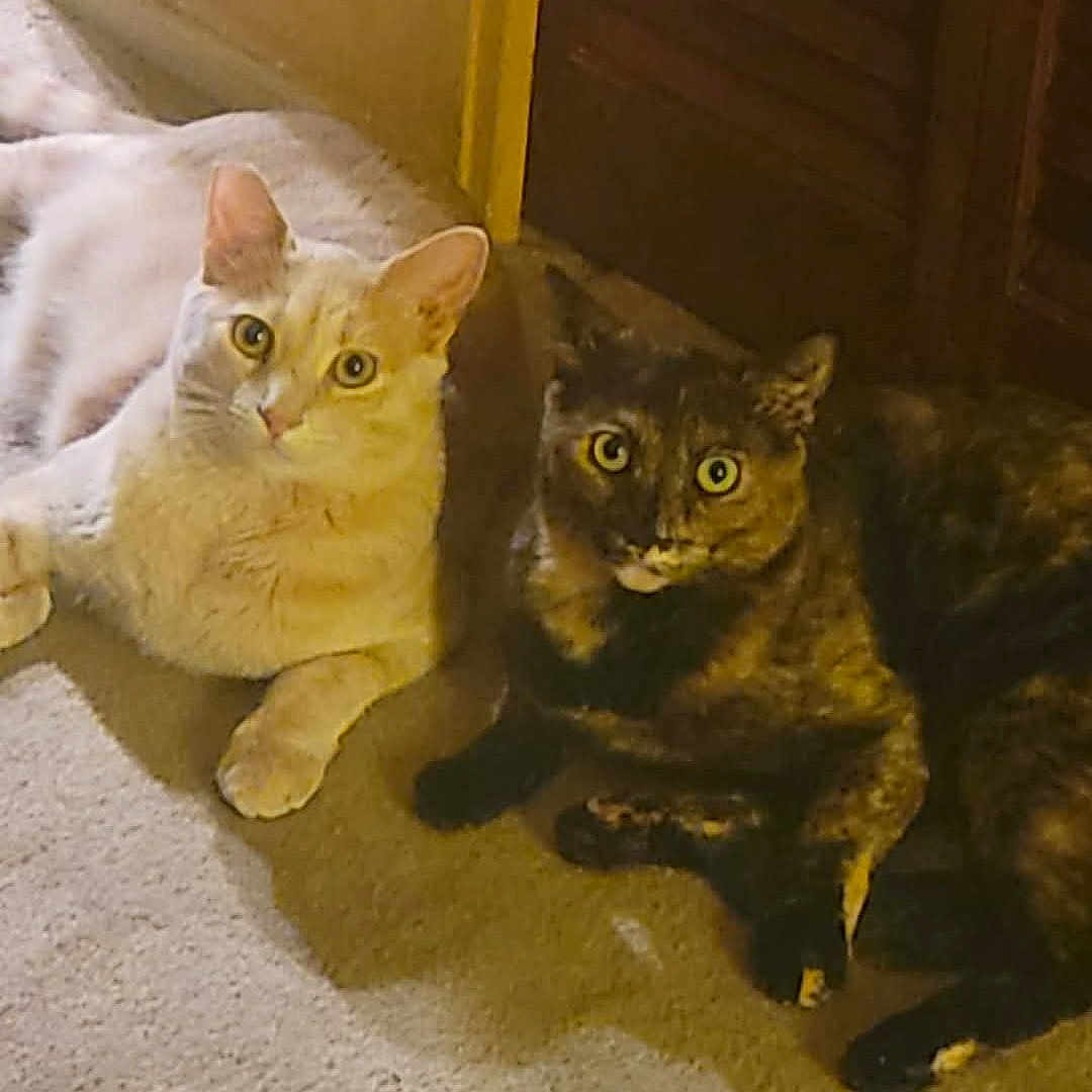 Bailey And Snickers is registered to the contest to win money with this photo: animal_pair, carpet, cat, claws, companions, curious_eyes, dark_cat, domestic_animal, door, ears, feline, floor, indoor, light_cat, pets, relaxed, resting, two_animals, whiskers, wooden_door