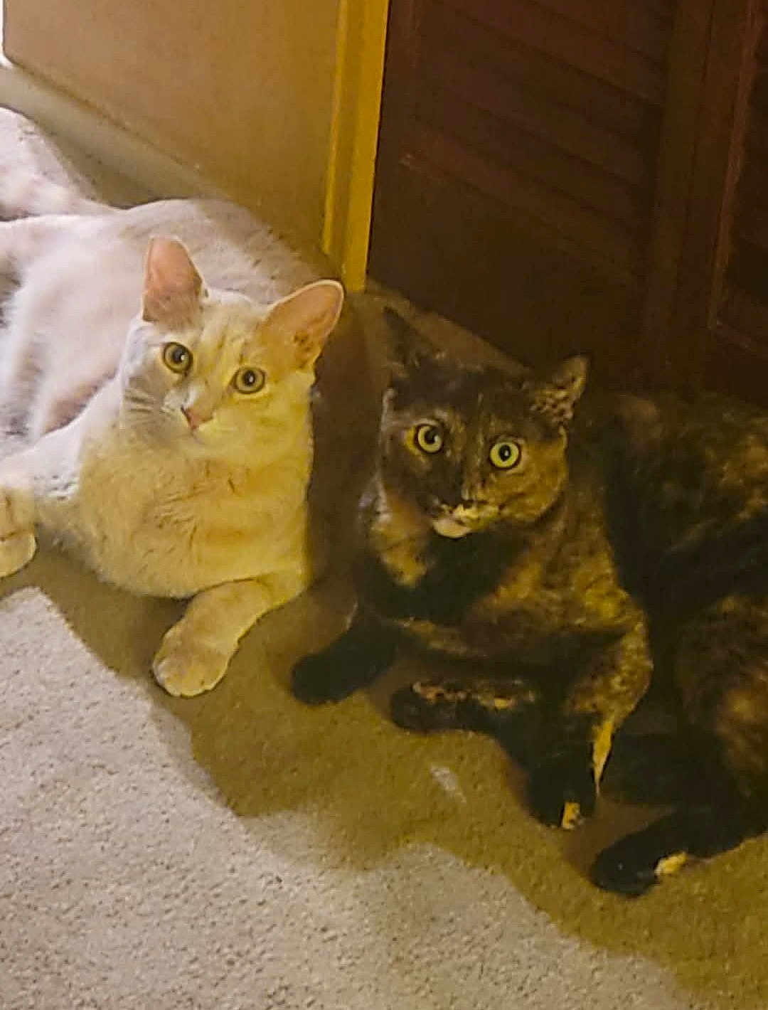 Bailey And Snickers is registered to the contest to win money with this photo: animal_pair, carpet, cat, claws, companions, curious_eyes, dark_cat, domestic_animal, door, ears, feline, floor, indoor, light_cat, pets, relaxed, resting, two_animals, whiskers, wooden_door