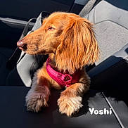 Yoshi joined the competition — help win amazing prizes! dog, golden_fur, pink_harness, car_seat, sunlight, fluffy_paws, pet, canine, looking_away, side_profile, indoors, leather_seat, shadow, bright_light, animal, mammal, cute, resting, close_up, name_text