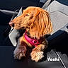 dog, golden_fur, pink_harness, car_seat, sunlight, fluffy_paws, pet, canine, looking_away, side_profile, indoors, leather_seat, shadow, bright_light, animal, mammal, cute, resting, close_up, name_text