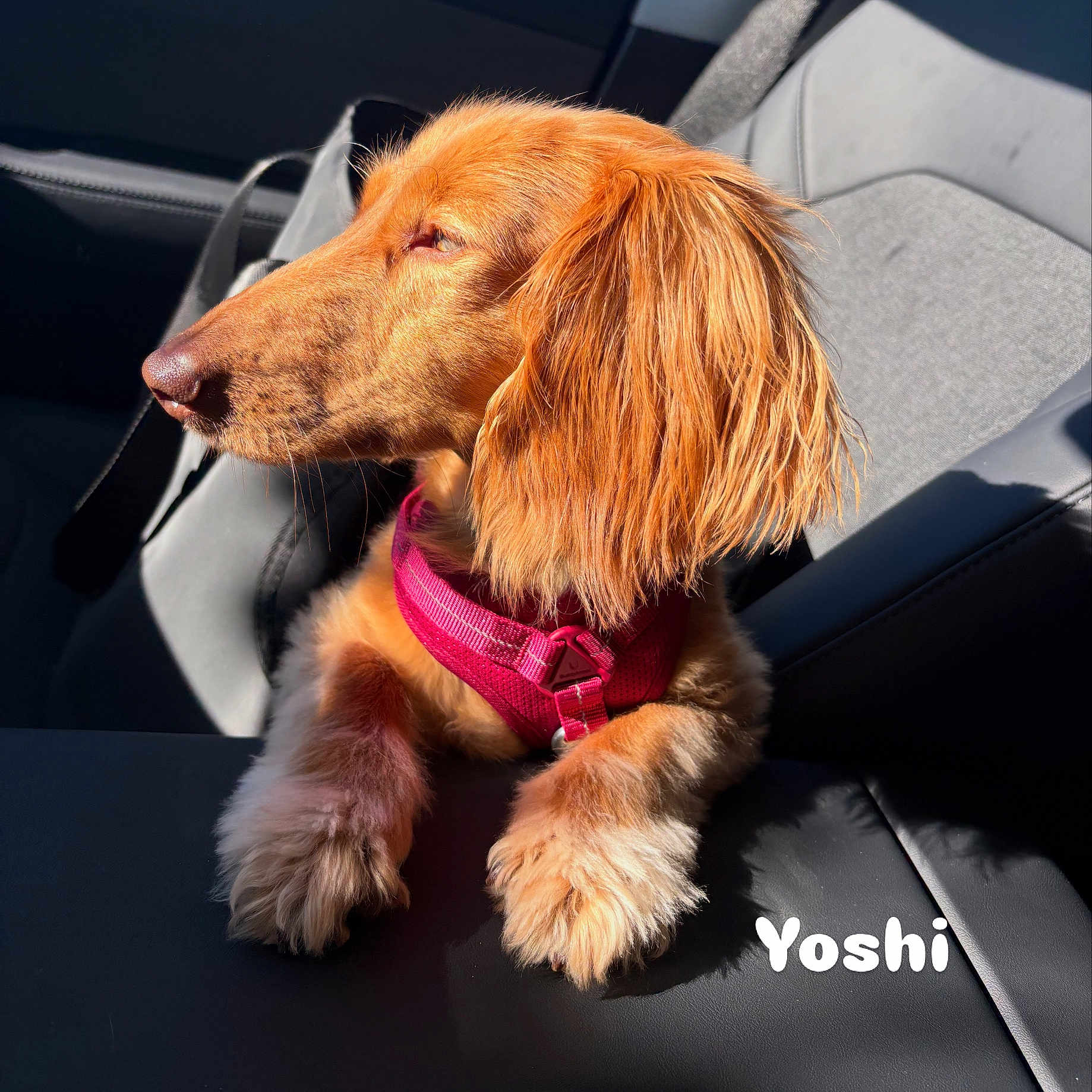 Yoshi