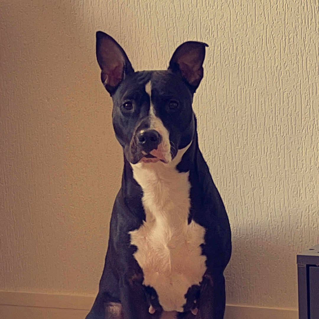 Priska participe au concours pour gagner de l'argent avec cette photo : animal, bostonbull, boxer, bulldog, canine, dog, frenchbulldog, hound, indoors, interiordesign, pet, pitbull, puppy, snout, terrier, whitedog