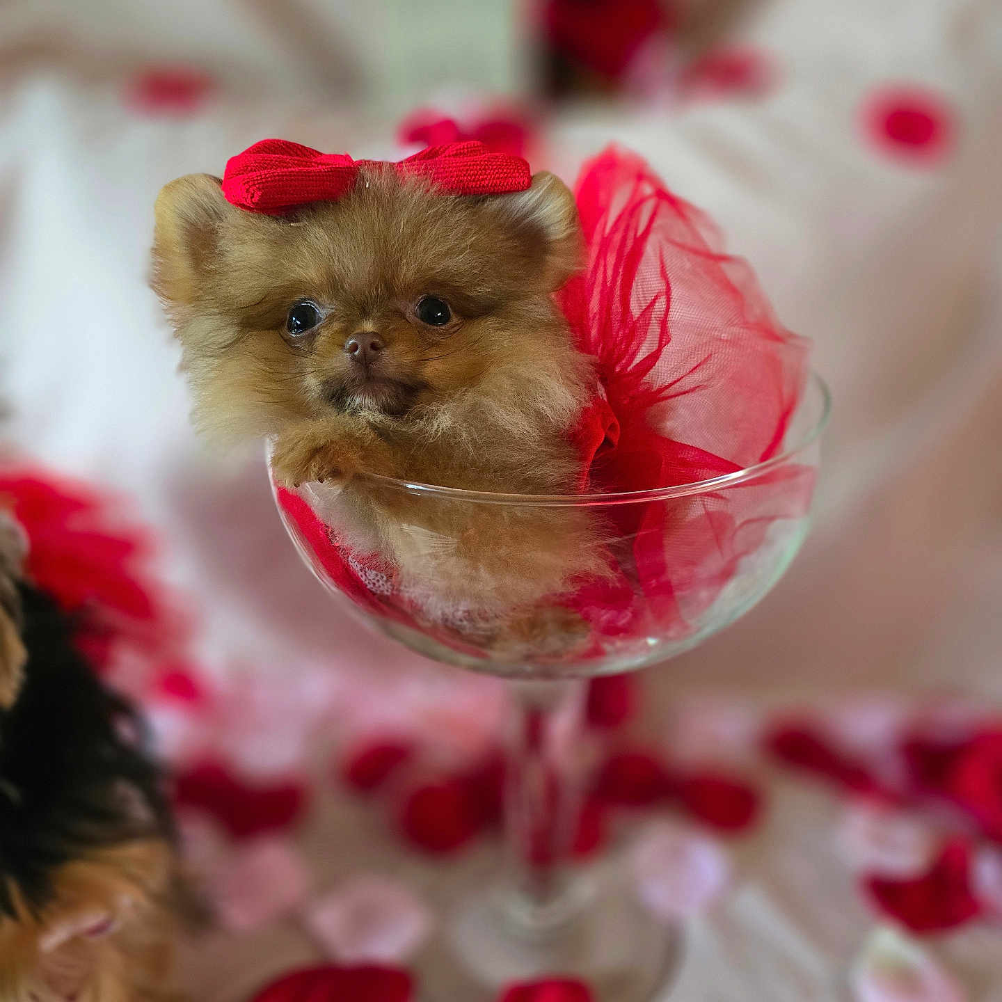 Lollie joined the competition — help win amazing prizes! adorable, animal, close_up, cute, decorative, dog, fluffy, furry, glass_goblet, indoor, pet, puppy, red_bow, red_outfit, rose_petals, small_dog, soft_focus, still_life, tiny, white_background