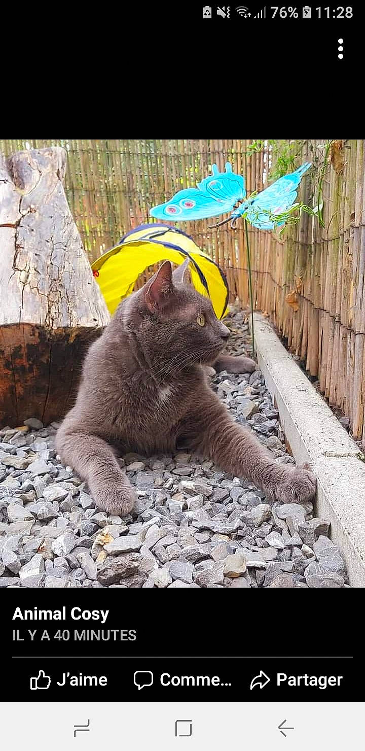 Robert participe au concours pour gagner de l'argent avec cette photo : adaptation, asian, british_shorthair, carnivore, cat, chartreux, domestic_short_haired_cat, european_shorthair, felidae, german_rex, korat, mammal, nebelung, organism, photo_caption, russian_blue, small_to_medium_sized_cats, snout, tail, whiskers