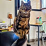 cat, chair, curious, curtain, domestic, eyes, floor, fur, furniture, household_items, indoor, lamp, leather, perched, pet, sign, tabby, table, whiskers, window