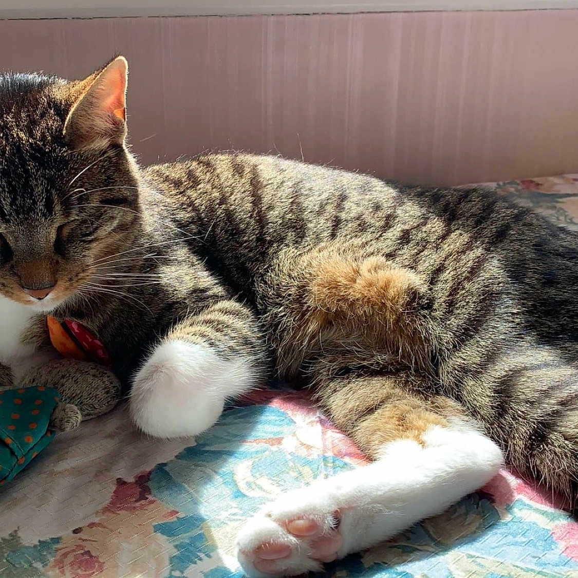 Simba participe au concours pour gagner de l'argent avec cette photo : abyssinian, accessories, animal, bag, bed, bedroom, blanket, cat, cushion, furniture, handbag, hardwood, homedecor, indoors, kitten, manx, pet, quilt, room, stainedwood