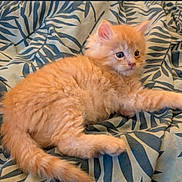 Rubis a rejoint le concours — aidez-le/la à gagner de superbes lots ! kitten, cat, orange_cat, fluffy, pet, animal, cute, feline, young, bed, blanket, pattern, leaf_pattern, soft, domestic_cat, whiskers, ears, tail, resting, indoor