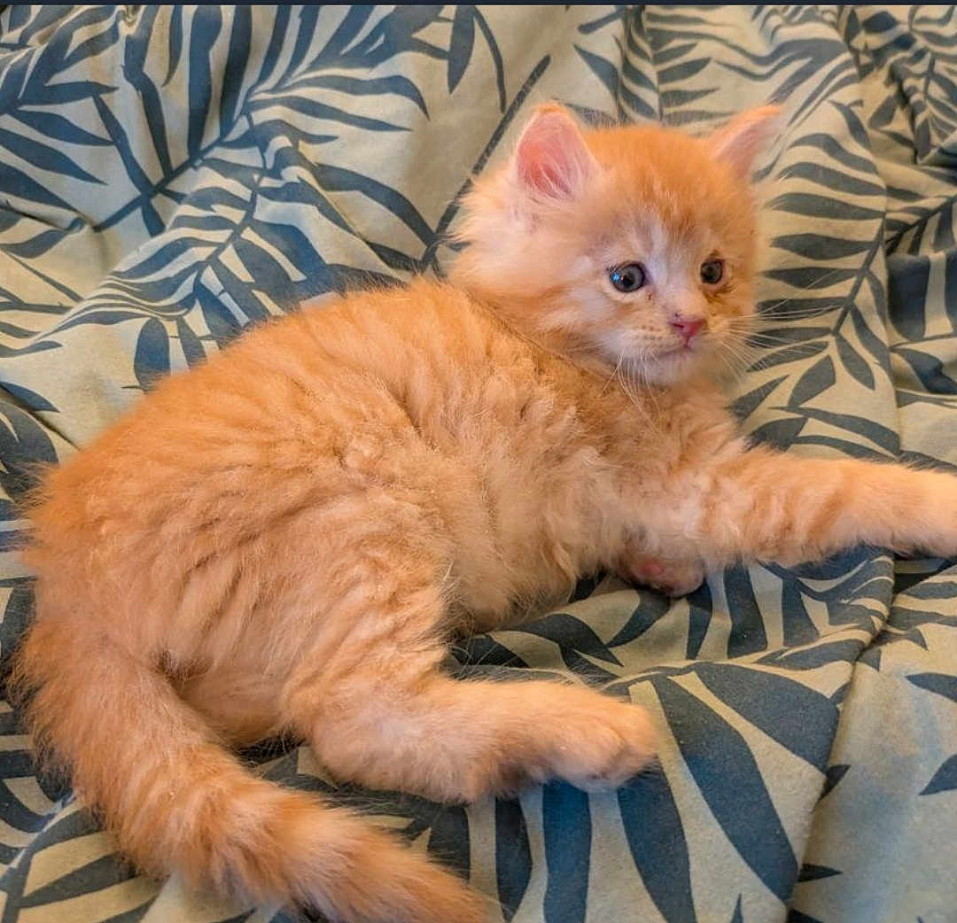 Rubis a rejoint le concours — aidez-le/la à gagner de superbes lots ! kitten, cat, orange_cat, fluffy, pet, animal, cute, feline, young, bed, blanket, pattern, leaf_pattern, soft, domestic_cat, whiskers, ears, tail, resting, indoor