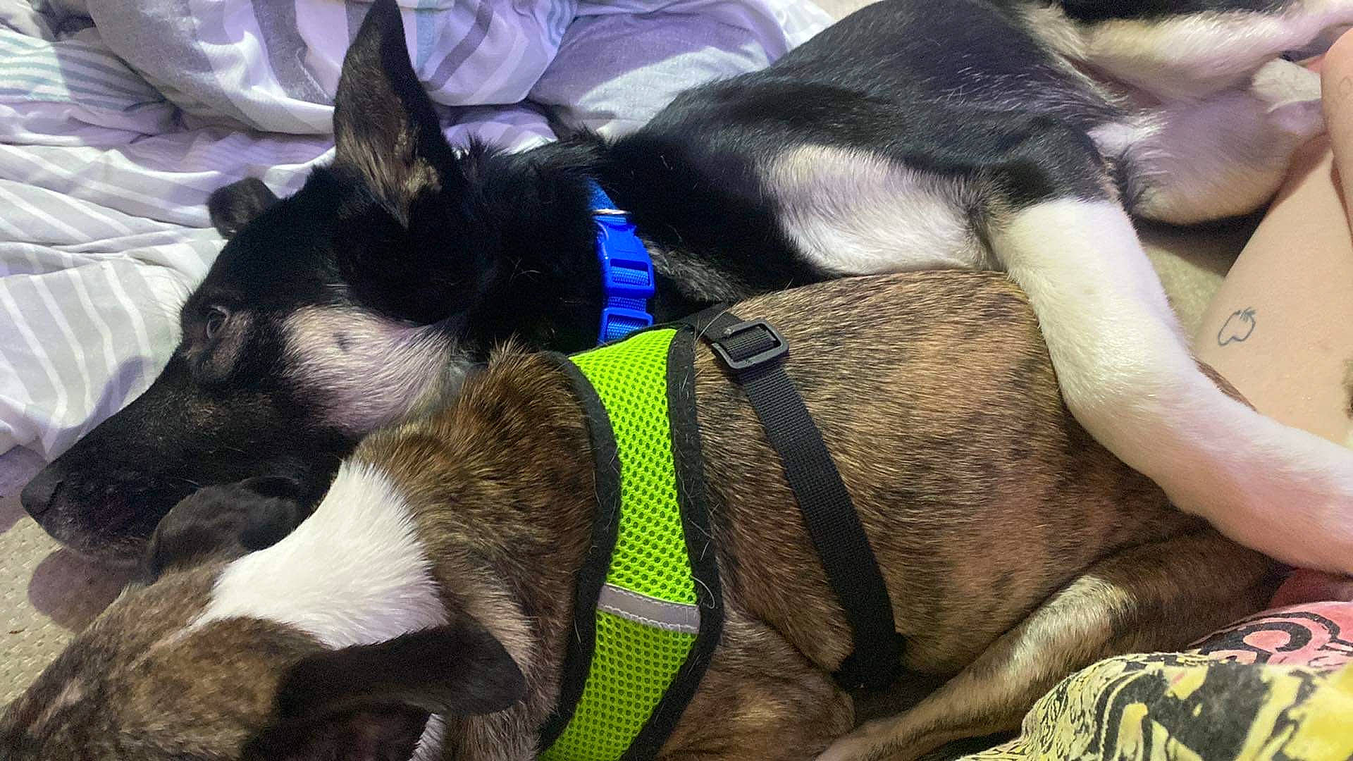 Dollar is registered to the contest to win money with this photo: canidae, carnivore, collar, comfort, companion_dog, dog, dog_breed, dog_collar, dog_supply, ear, electric_blue, fashion_accessory, fawn, fur, leash, pet_supply, snout, sporting_group, terrestrial_animal, working_animal