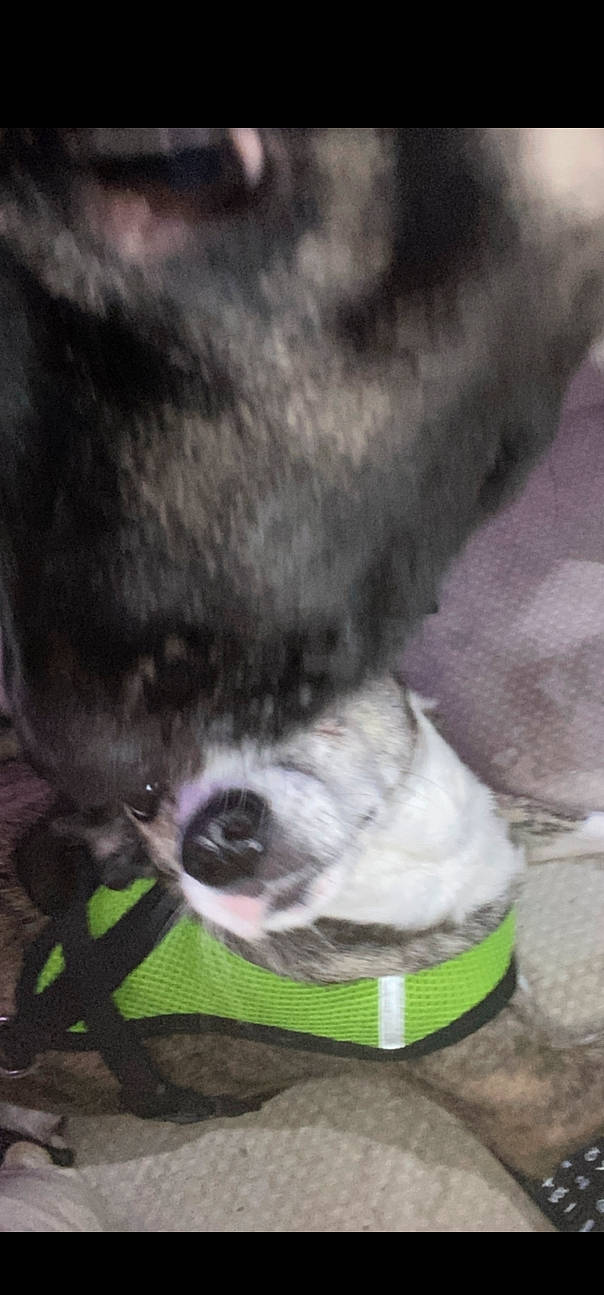 Dollar is registered to the contest to win money with this photo: canidae, carnivore, cat, cat_supply, claw, dog_breed, domestic_short_haired_cat, felidae, foot, fur, grass, grey, human_leg, paw, small_to_medium_sized_cats, snout, sporting_group, tail, whiskers, wildlife