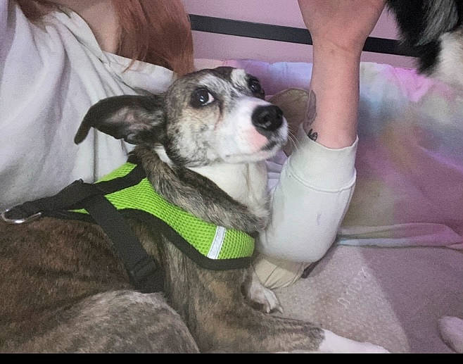 Dollar is registered to the contest to win money with this photo: canidae, carnivore, collar, companion_dog, dog, dog_breed, dog_collar, dog_supply, fawn, foot, fun, fur, guard_dog, human_leg, leash, sled_dog, snout, sporting_group, working_animal, working_dog