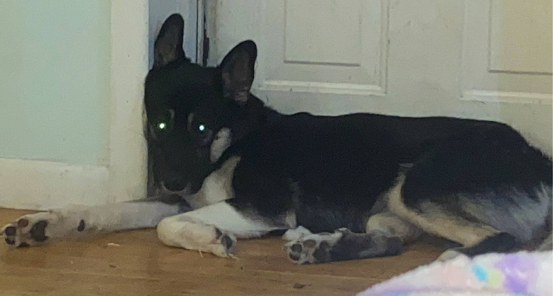 Milo is registered to the contest to win money with this photo: ancient_dog_breeds, canidae, carnivore, companion_dog, dog, dog_breed, door, fixture, home_door, non_sporting_group, siberian_husky, snout, sporting_group, tail, terrestrial_animal, working_animal, working_dog