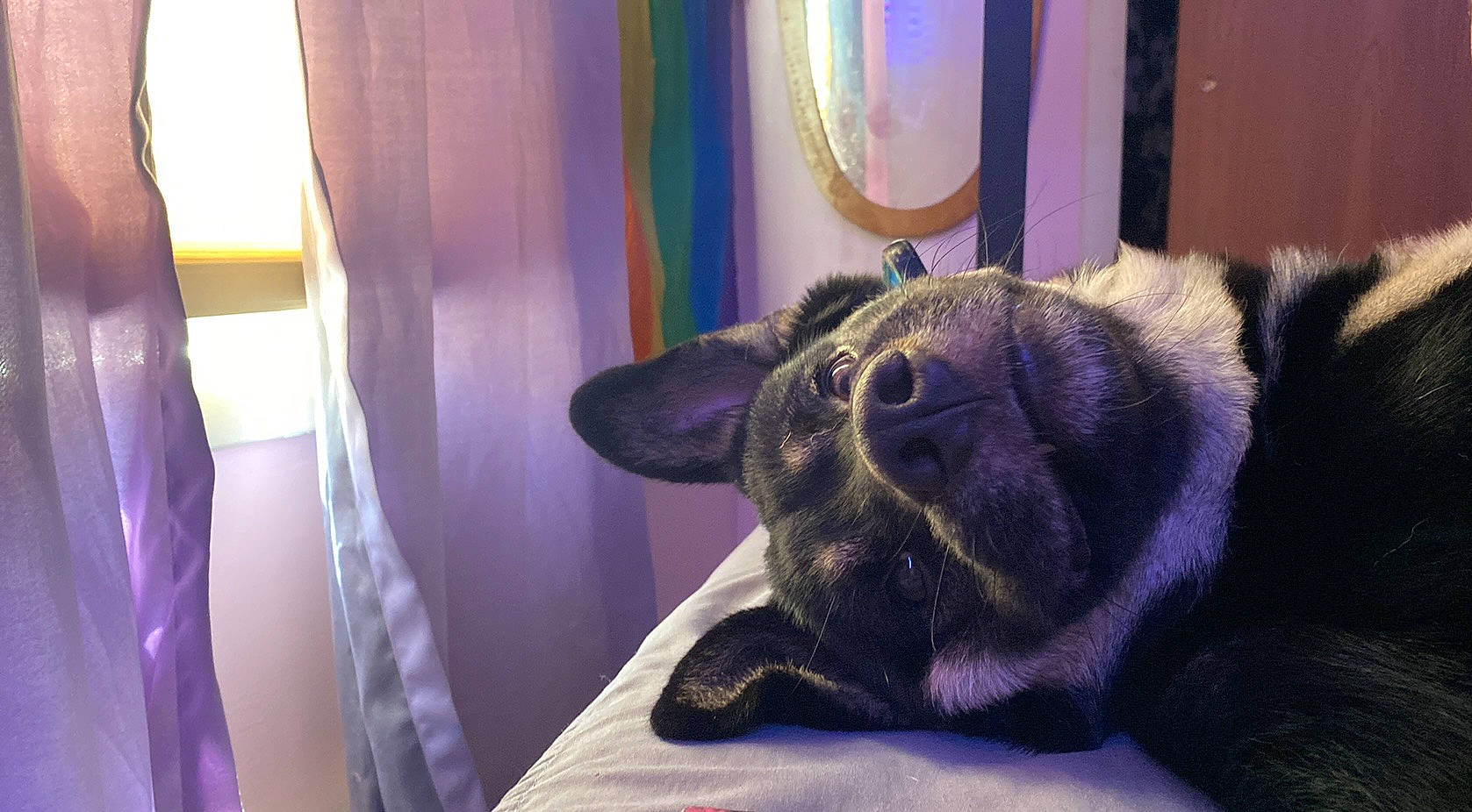 Milo is registered to the contest to win money with this photo: canidae, carnivore, comfort, companion_dog, curtain, dog, dog_breed, ear, fawn, fur, magenta, pug, purple, snout, sporting_group, terrestrial_animal, whiskers, window, working_animal, wrinkle