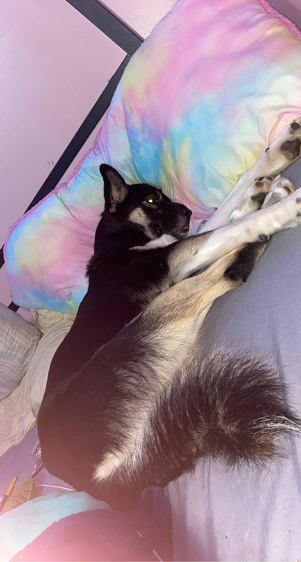 Milo is registered to the contest to win money with this photo: art, black_cat, carnivore, cat, comfort, domestic_short_haired_cat, fawn, felidae, fur, gesture, human_leg, magenta, paw, small_to_medium_sized_cats, tail, thai, tints_and_shades, visual_arts, whiskers, window