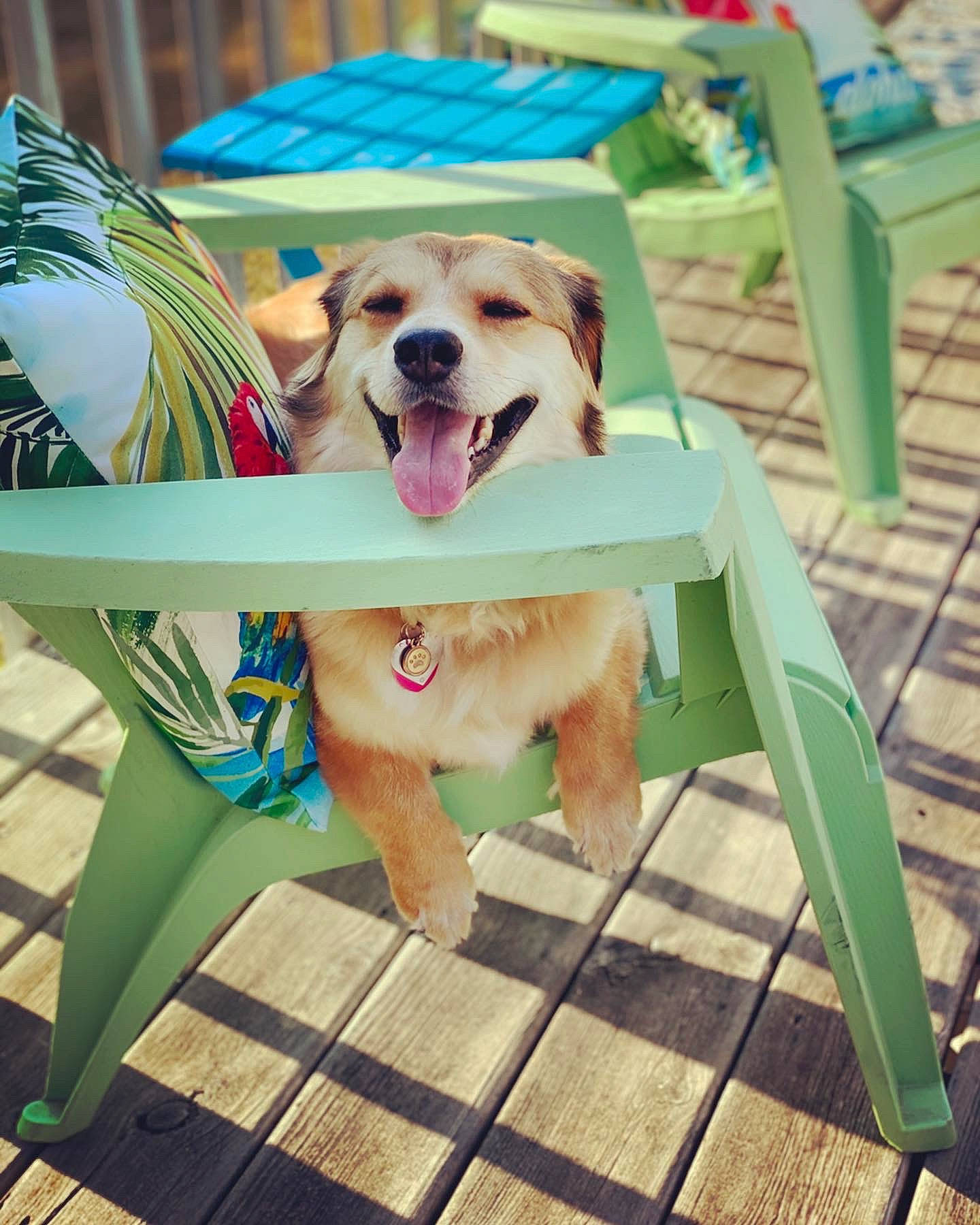 Nessie joined the competition — help win amazing prizes! carnivore, chair, companion_dog, dog, dog_breed, dog_supply, fawn, furniture, grass, green, happy, leisure, outdoor_furniture, pet_supply, plant, recreation, smile, table, wood, working_animal