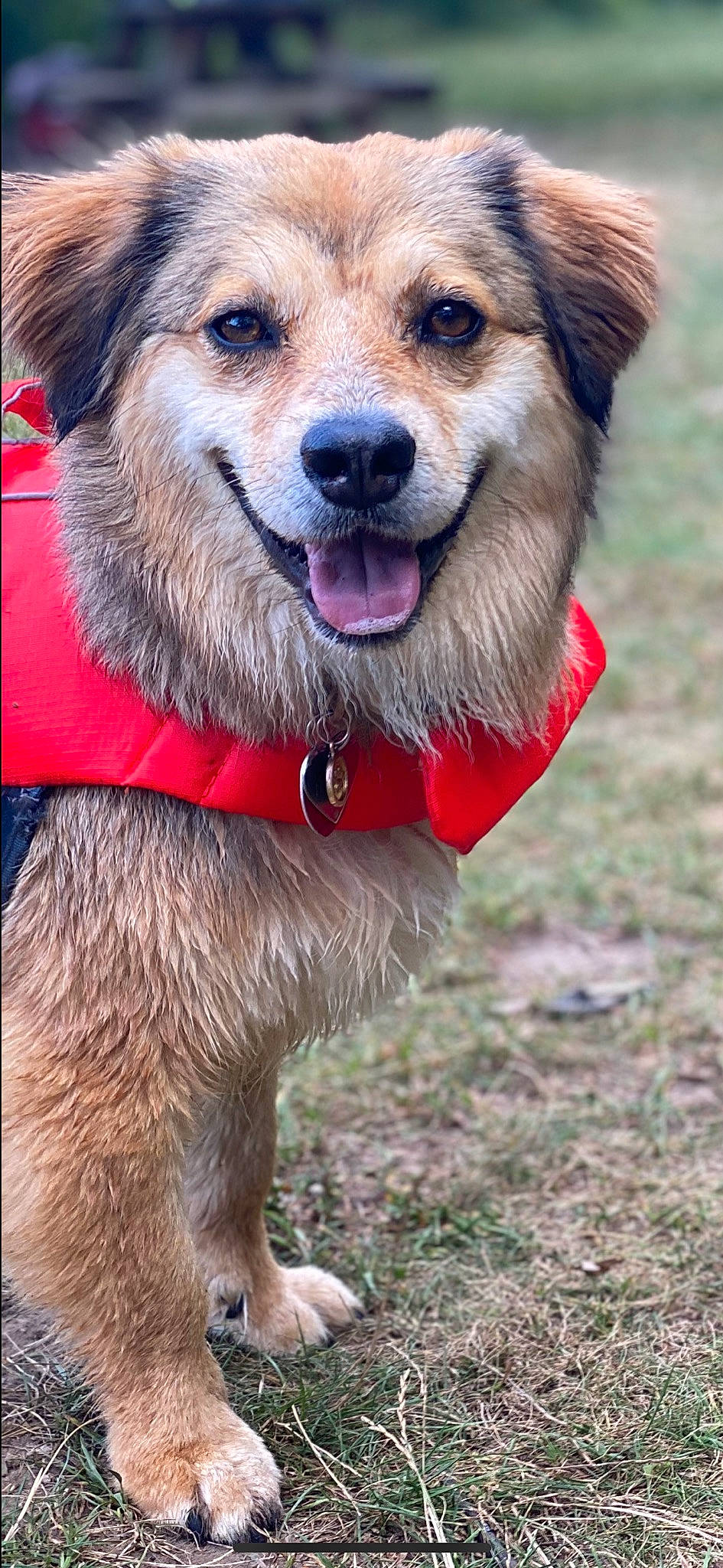 Nessie joined the competition — help win amazing prizes! canidae, carnivore, clock, collar, companion_dog, dog, dog_breed, dog_collar, dog_supply, fashion_accessory, fawn, fur, grass, leash, pet_supply, plant, snout, sporting_group, whiskers, working_dog