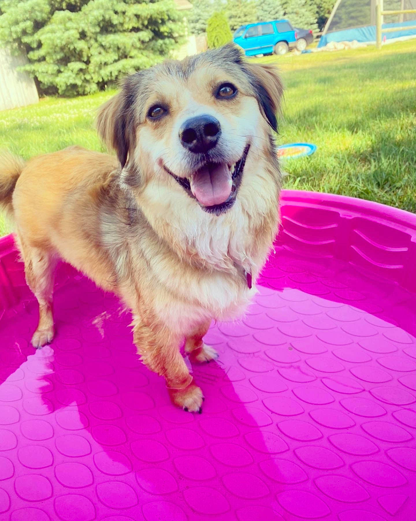 Nessie is registered to the contest to win money with this photo: canidae, carnivore, companion_dog, dog, dog_breed, fawn, flooring, fur, grass, happy, magenta, pink, plant, retriever, snout, sporting_group, square, tree, whiskers, working_dog