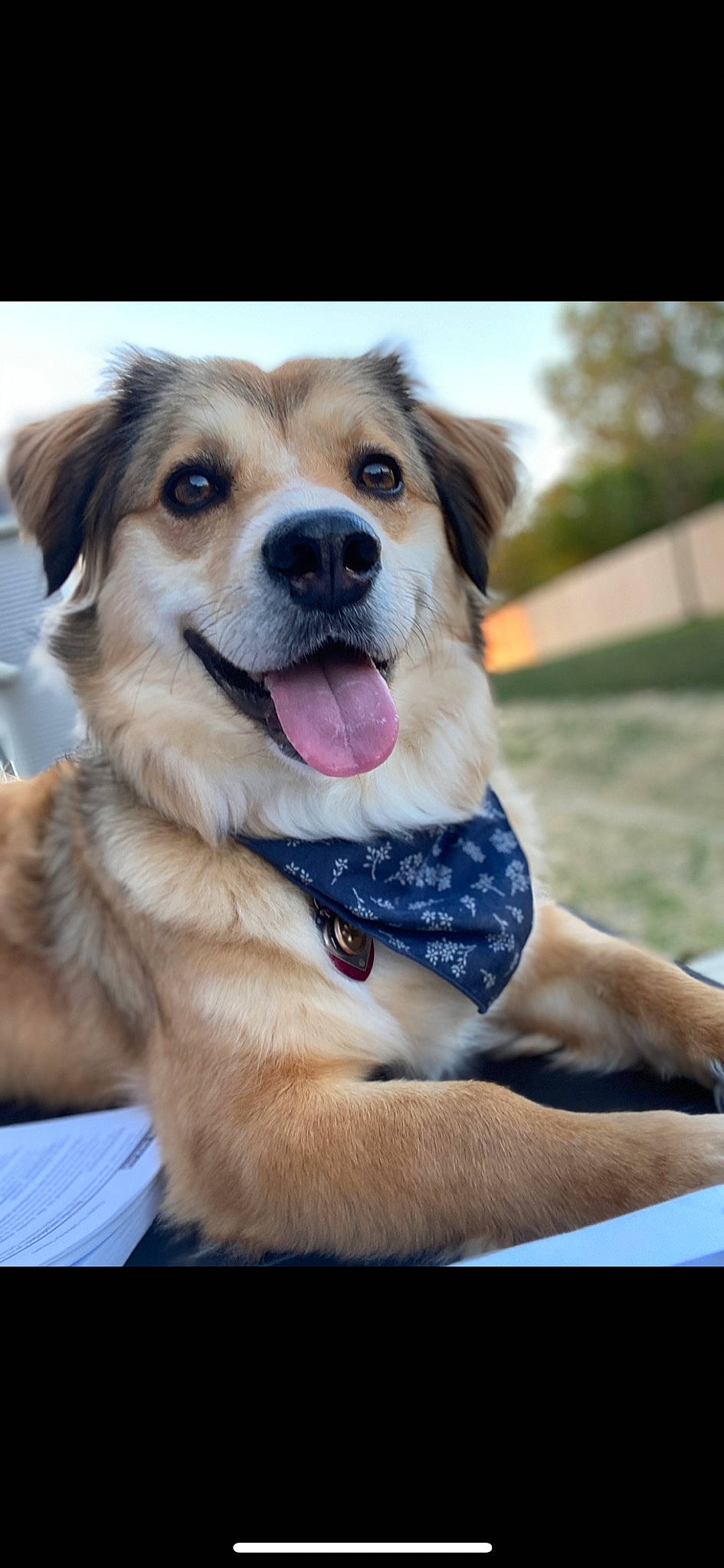 Nessie joined the competition — help win amazing prizes! ancient_dog_breeds, canidae, carnivore, collar, companion_dog, dog, dog_breed, dog_collar, fawn, fur, guard_dog, happy, paw, photography, puppy, smile, snout, sporting_group, whiskers, working_dog