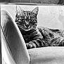 Paillette participe au concours pour gagner de l'argent avec cette photo : animal, black_and_white, cat, chair, closeup, cozy, domestic, eyes, feline, furniture, indoor, pet, portrait, relaxed, resting, soft, tabby, texture, whiskers, wood