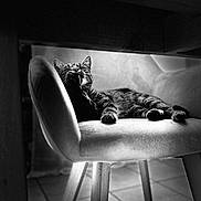 Paillette participe au concours pour gagner de l'argent avec cette photo : animal, black_and_white, cat, chair, cozy, floor, furniture, grooming, indoor, legs, light, monochrome, paw, pet, quiet, relaxing, shadow, tabby, tile, wood