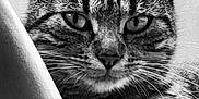Paillette participe au concours pour gagner de l'argent avec cette photo : animal, black_and_white, cat, close_up, curious, cute, ears, eyes, feline, fur, household, indoor, mammal, pet, portrait, relaxed, resting, soft_texture, tabby, whiskers