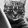 animal, black_and_white, cat, close_up, curious, cute, ears, eyes, feline, fur, household, indoor, mammal, pet, portrait, relaxed, resting, soft_texture, tabby, whiskers