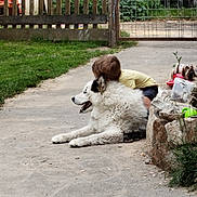 Poker a rejoint le concours — aidez-le/la à gagner de superbes lots ! affection, animal, child, concrete, cute, dog, fence, friendship, garden, grass, hugging, outdoor, pet, plants, playtime, resting, stone_wall, summer, toy, yard