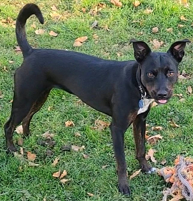 Annabelle joined the competition — help win amazing prizes! canidae, carnivore, collar, companion_dog, dog, dog_breed, dog_collar, dog_supply, fawn, grass, guard_dog, hunting_dog, pet_supply, plant, snout, sporting_group, tail, terrestrial_animal, working_animal, working_dog