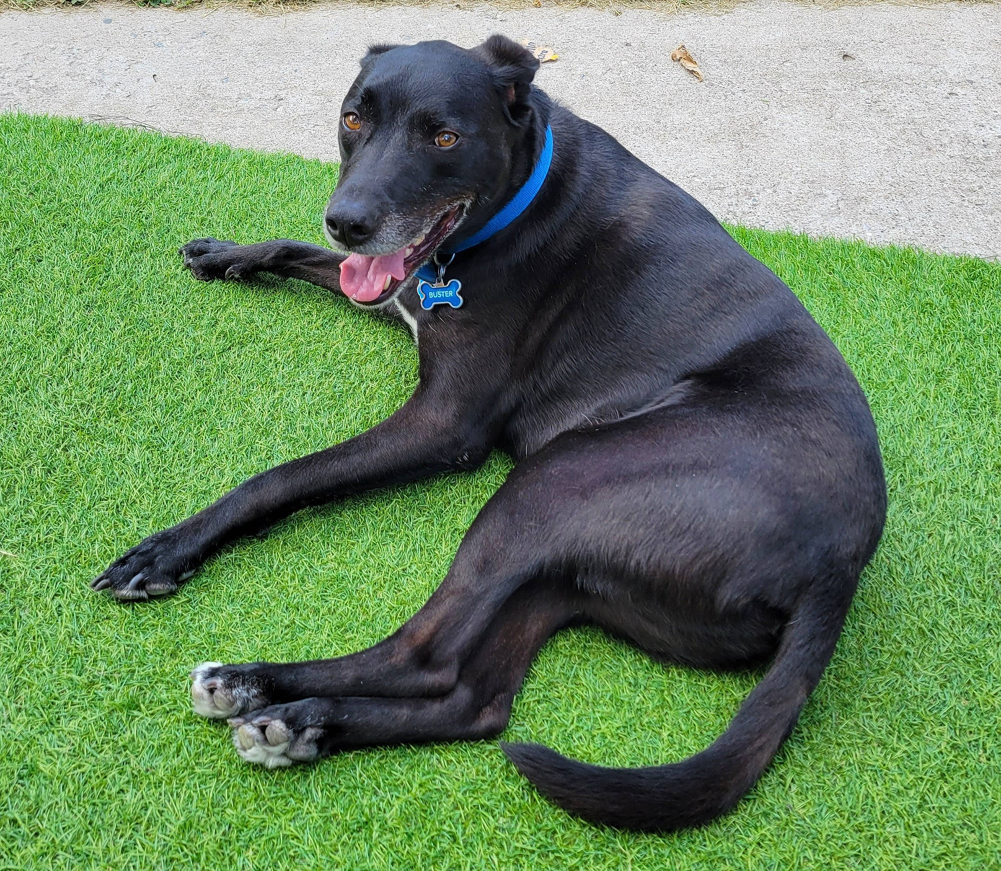 Buster joined the competition — help win amazing prizes! borador, canidae, carnivore, collar, companion_dog, dog, dog_breed, dog_collar, dog_supply, grass, guard_dog, gun_dog, snout, sporting_group, tail, working_animal, working_dog