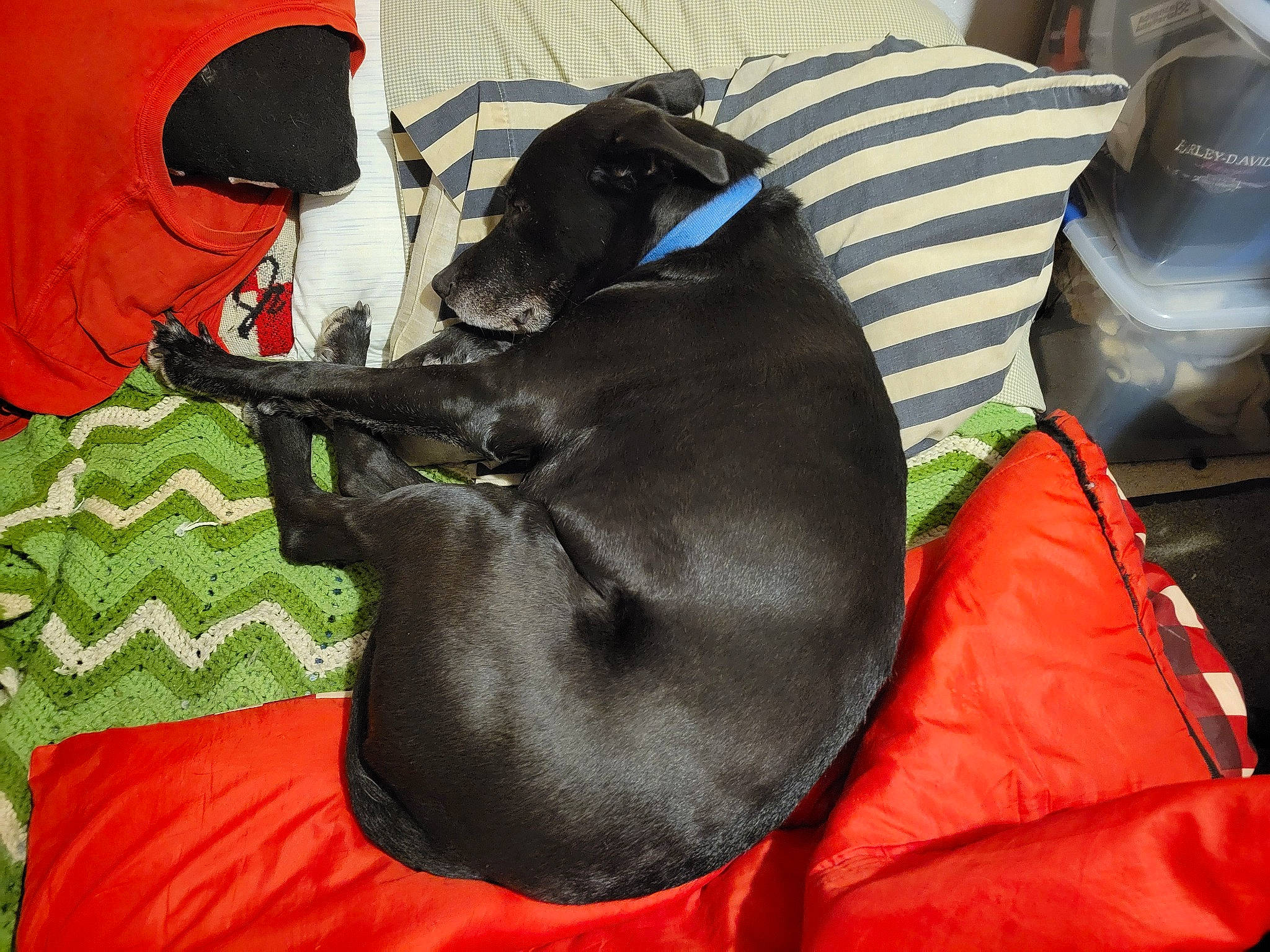 Buster is registered to the contest to win money with this photo: automotive_tire, backpack, bag, bean_bag, canidae, carmine, carnivore, comfort, companion_dog, coquelicot, dog, dog_breed, dog_supply, guard_dog, luggage_and_bags, personal_protective_equipment, sporting_group, tail, trunk, working_animal