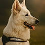 dog, white_dog, fluffy_fur, profile_view, outdoor, nature, harness, tongue_out, pet, animal, canine, closeup, portrait, warm_light, soft_background, grass, ears_up, alert, friendly, mammal