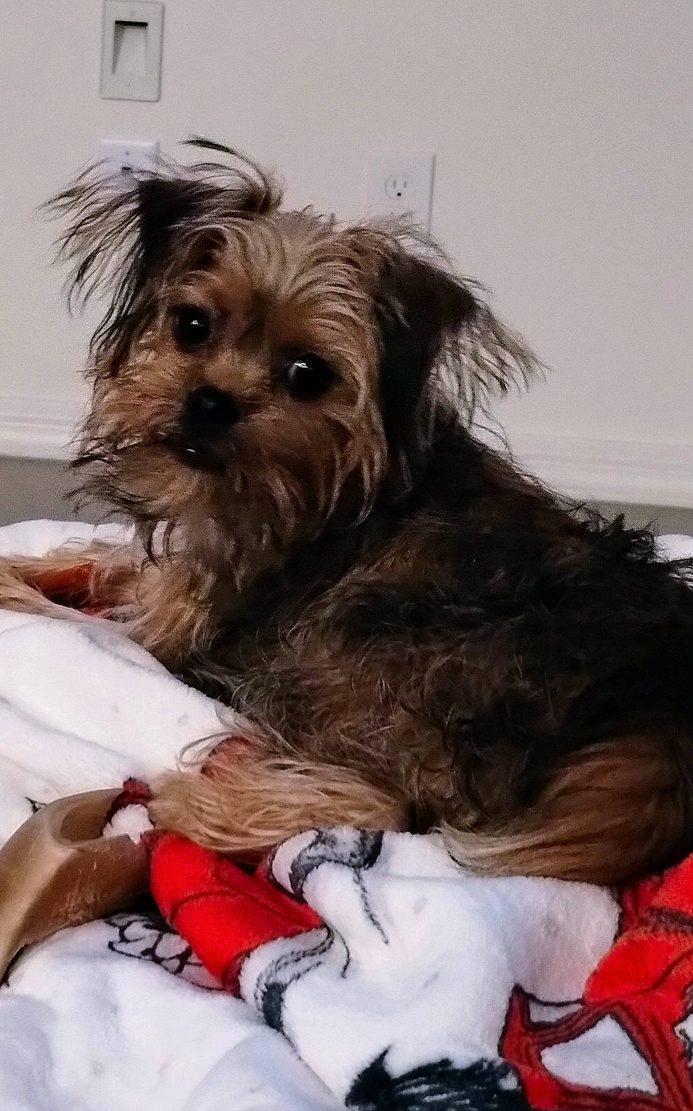 Groot is registered to the contest to win money with this photo: biewer_terrier, canidae, carnivore, comfort, companion_dog, dog, dog_breed, dog_supply, fur, liver, maltepoo, puppy, small_terrier, snout, sporting_group, terrier, toy_dog, working_animal, yorkipoo, yorkshire_terrier