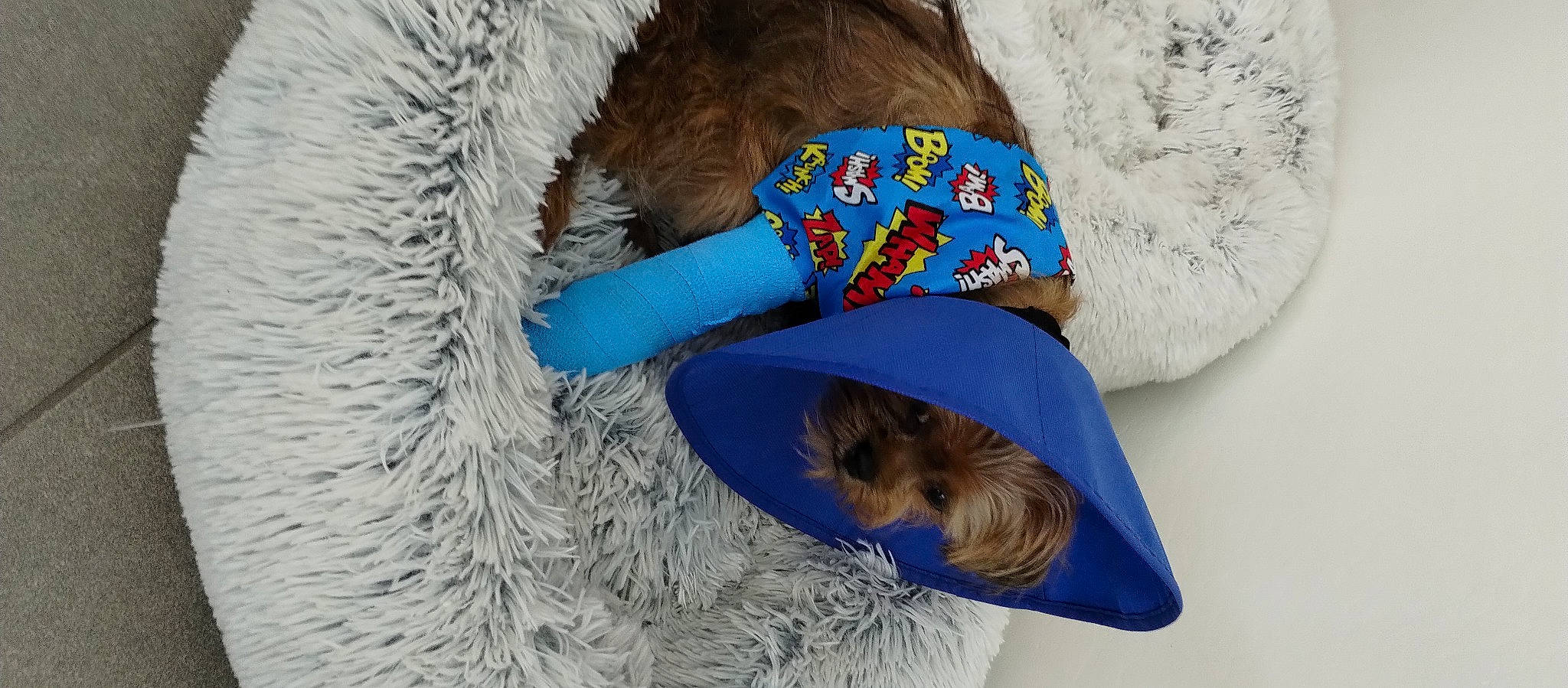 Groot is registered to the contest to win money with this photo: canidae, comfort, companion_dog, dog, dog_breed, dog_supply, electric_blue, fashion_accessory, fur, hat, linens, nap, natural_material, outerwear, sporting_group, textile, winter, wool, woolen