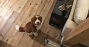 Jj joined the competition — help win amazing prizes! dog, indoor, wooden_floor, brown, white, couch, table, decor, ladder, pet, happy, smiling, fur, floor, looking_up, home, cozy, furniture, small_table, domestic