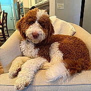 Jj is registered to the contest to win money with this photo: dog, curly_fur, brown_and_white, armchair, indoor, living_room, cozy, pet, furniture, relaxed, canine, curled_tail, looking_at_camera, domestic, household, curly_coat, resting, home_interior, towel, flooring