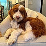 armchair, brown_and_white, canine, cozy, curled_tail, curly_coat, curly_fur, dog, domestic, flooring, furniture, home_interior, household, indoor, living_room, looking_at_camera, pet, relaxed, resting, towel