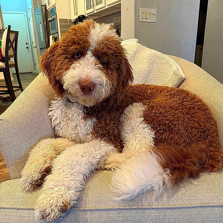Jj is registered to the contest to win money with this photo: dog, curly_fur, brown_and_white, armchair, indoor, living_room, cozy, pet, furniture, relaxed, canine, curled_tail, looking_at_camera, domestic, household, curly_coat, resting, home_interior, towel, flooring