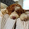 Jj joined the competition — help win amazing prizes! dog, bed, blanket, curly_fur, cozy, relaxed, indoor, brown_and_white, pet, sleepy, quilted, paw, fur, resting, nose, head, soft_light, comfort, animal, domestic