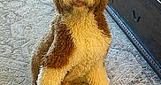 Jj is registered to the contest to win money with this photo: animal, brown, canine, carpet, curly_fur, cute, dog, domestic, fur_texture, furniture, home, indoor, living_room, looking_at_camera, pet, portrait, rug, sitting, white, wood_floor