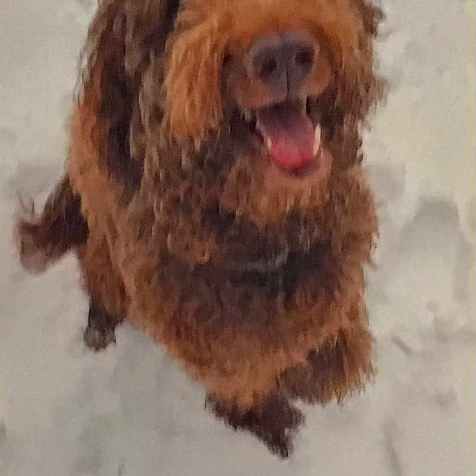 Joie is registered to the contest to win money with this photo: animal, brown_dog, canine, curly_fur, cute, dog, excited, fluffy, furry, happy, looking_up, mammal, nature, outdoor, pet, playful, snow, tongue_out, walking, winter