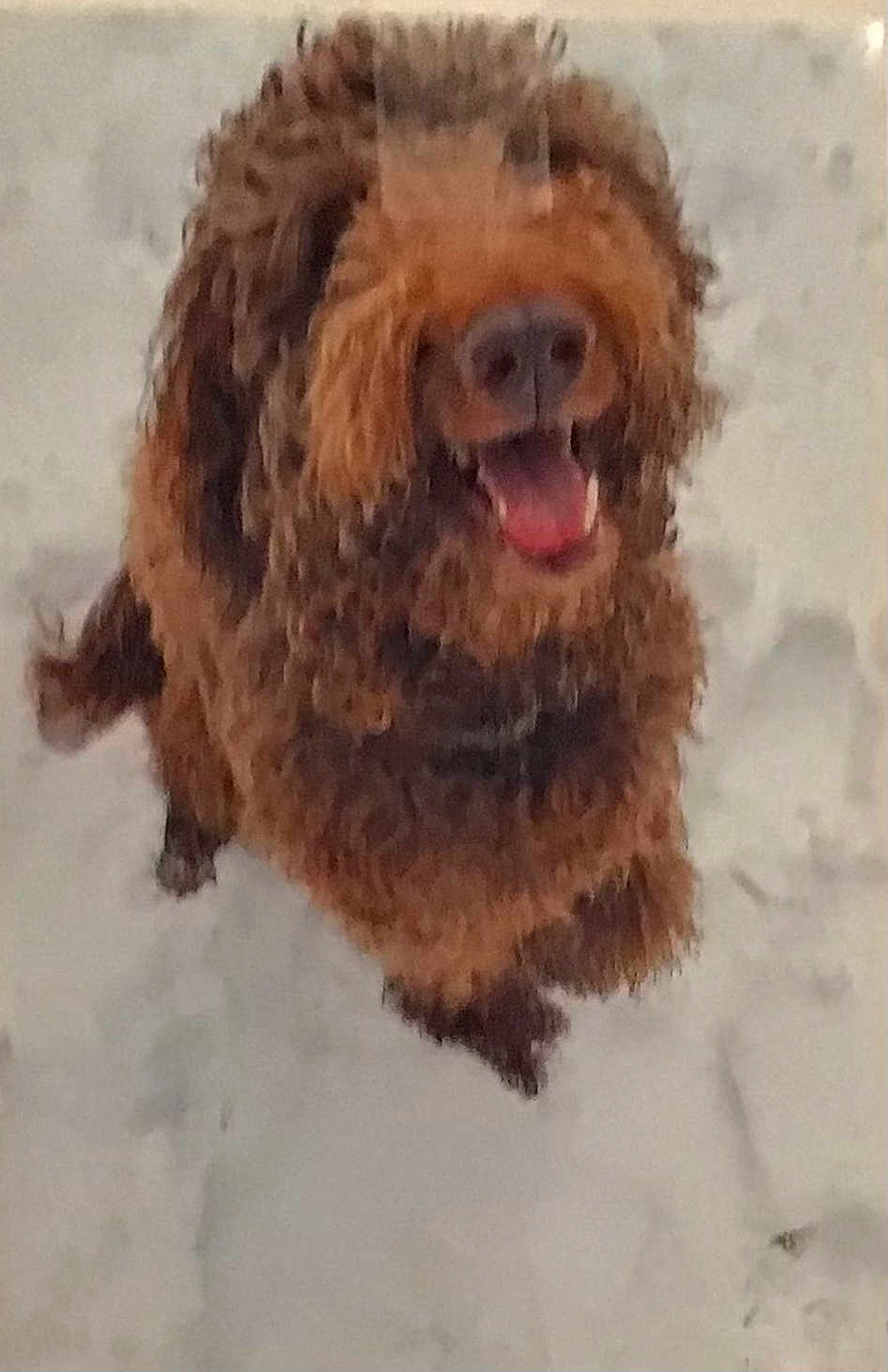 Joie is registered to the contest to win money with this photo: dog, brown_dog, curly_fur, happy, tongue_out, snow, outdoor, pet, animal, furry, canine, playful, winter, excited, cute, fluffy, looking_up, walking, nature, mammal