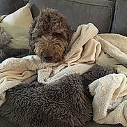 Joie is registered to the contest to win money with this photo: dog, blanket, couch, curly_hair, cozy, indoor, pet, fur, relaxed, snug, soft, brown, cream, fabric, home, resting, comfort, wrapped, animal, furniture