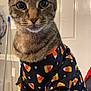 Mister is registered to the contest to win money with this photo: cat, tabby_cat, indoor, clothing, shirt, candy_corn_pattern, pet, feline, whiskers, ears, fur, mop, door, curious, sitting, close_up, portrait, animal, domestic_animal, cute