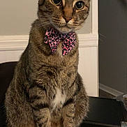 Mister joined the competition — help win amazing prizes! cat, tabby_cat, bow_tie, pet, indoor, feline, animal, curious, sitting, close_up, whiskers, ears, fur, striped, domestic, household, cute, attention, portrait, mammal