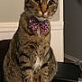 cat, tabby_cat, bow_tie, pet, indoor, feline, animal, curious, sitting, close_up, whiskers, ears, fur, striped, domestic, household, cute, attention, portrait, mammal