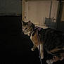 animal, cat, curious, dark, domestic_cat, evening, exploring, feline, ground, harness, leash, night, outdoor, pet, quiet, reflection, shadow, side_view, walking, wall