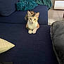 Arwen participe au concours pour gagner de l'argent avec cette photo : cat, calico_cat, pet, indoor, couch, blanket, pillow, furniture, floor, tile_floor, looking, animal, mammal, domestic_animal, cute, curious, resting, home, cozy, living_room