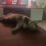 Arwen participe au concours pour gagner de l'argent avec cette photo : cat, indoor, table, wood, relaxing, sleeping, pet, feline, domestic, fur, whiskers, ears, home, television, plant, floor, cabinet, cozy, resting, living_room