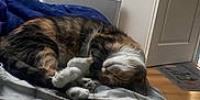 Arwen a rejoint le concours — aidez-le/la à gagner de superbes lots ! cat, sleeping, bed, blanket, indoor, tabby_cat, curled_up, cozy, pet, feline, fur, paws, resting, home, photostrips, wall, door, floor, heater, comfort