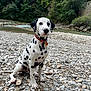 Markus participe au concours pour gagner de l'argent avec cette photo : dog, dalmatian, puppy, river, rocks, outdoor, nature, water, trees, greenery, collar, pet, animal, sitting, landscape, daylight, canine, wildlife, cute, spot